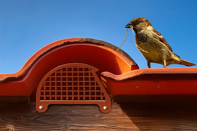 forte-plásticos-animais-no-telhado