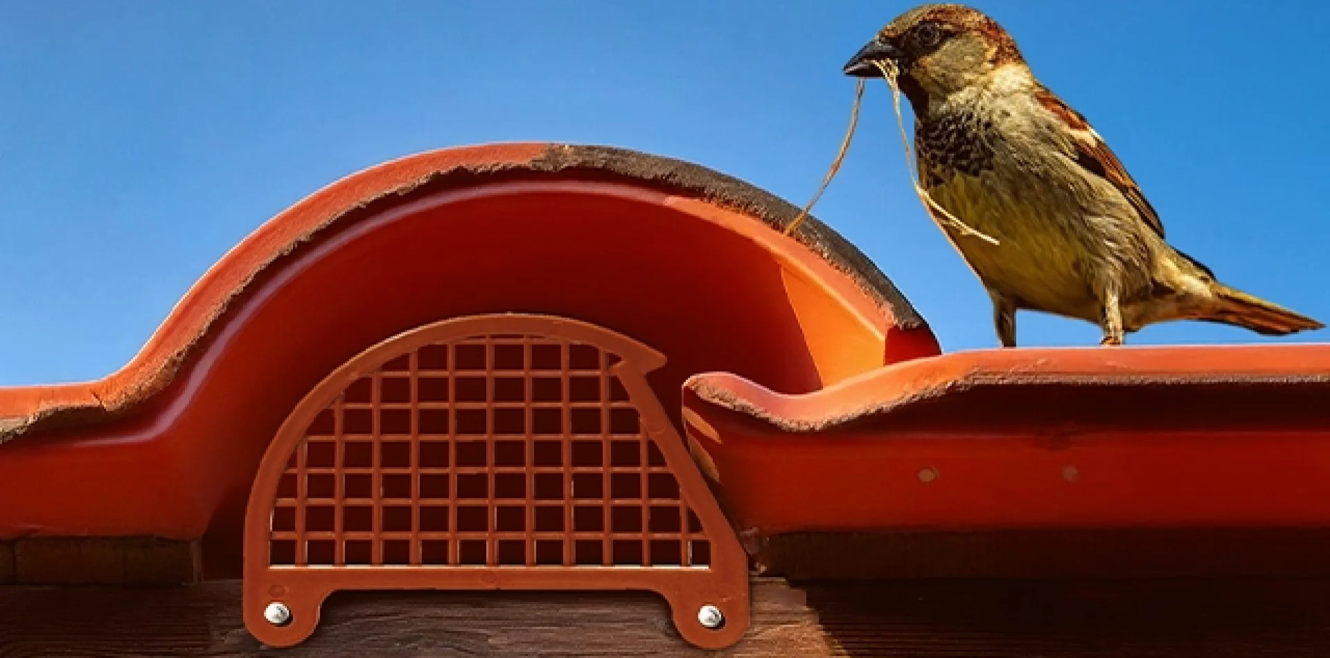 forte-plásticos-animais-no-telhado